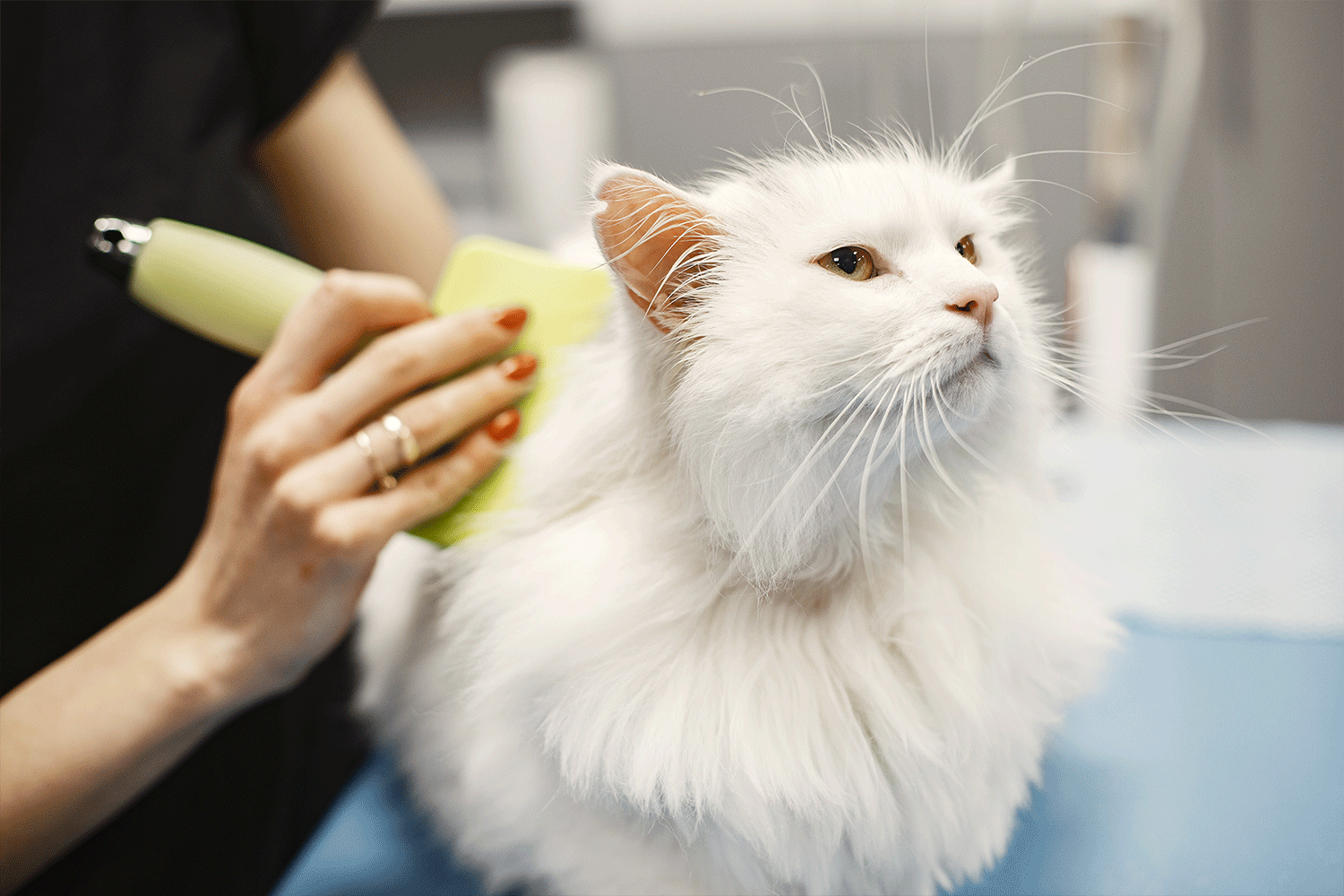 Mobile Grooming Business
